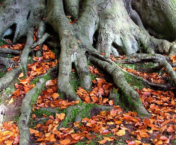 Viernes 17 de febrero. Semana de luna menguante