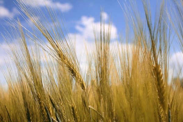 Miércoles 11 de abril. Armonía divina