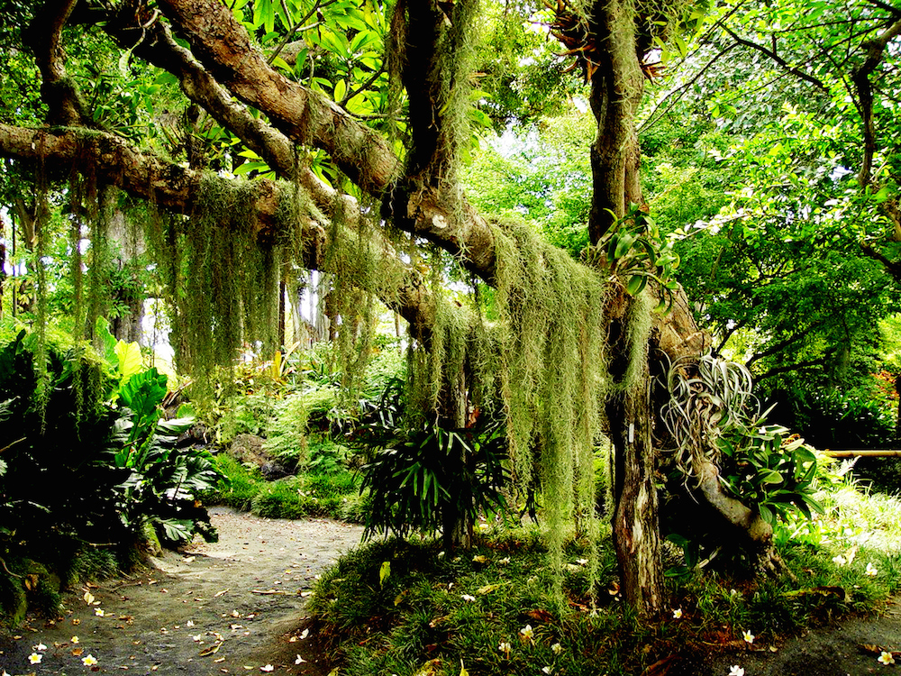 Sábado 8 de marzo. Todos en el jardín de la vida